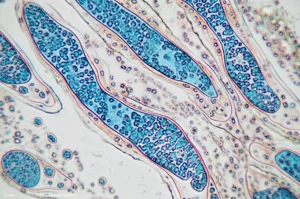 Macro fotografia, obiettivo 90mm, di cellule intestinali di Drosophila melanogaster che mostrano segni di invecchiamento, come variazioni di dimensione e disorganizzazione cellulare, alta definizione, messa a fuoco precisa, illuminazione scientifica controllata in laboratorio.