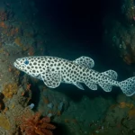 Fotografia subacquea naturalistica di un celacanto (Latimeria menadoensis) che nuota lentamente in un habitat di scogliera profonda (-140m) nelle Molucche del Nord, Indonesia. L'ambiente è caratterizzato da rocce vulcaniche scure ricoperte da spugne colorate e coralli molli. La luce è fioca, proveniente da torce subacquee, creando un'atmosfera misteriosa. Teleobiettivo zoom 150mm, fast shutter speed per catturare il movimento lento ma definito del pesce, messa a fuoco nitida sul celacanto, evidenziando le sue pinne lobate e le macchie bianche uniche. Action or movement tracking.
