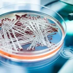 Immagine fotorealistica, obiettivo macro 100mm, focalizzata su una piastra di Petri contenente colture cellulari sotto la luce di un microscopio, alto dettaglio, messa a fuoco precisa, sfondo che mostra sottilmente attrezzature di laboratorio, rappresentando la ricerca biomedica e il potenziale salvavita dei biocampioni.
