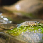 Fotografia macro, lente 100mm, di un invertebrato bentonico (es. Gammarus pulex, un piccolo crostaceo anfipode) su un sasso ricoperto di alghe sottili e sommerso in un ruscello urbano restaurato. L'acqua è limpida e scorre dolcemente, creando leggere sfocature di movimento. Lo sfondo è costituito da altri sassi e vegetazione acquatica sfocata. Alta definizione, messa a fuoco precisa sull'animale, illuminazione naturale laterale che ne esalta la forma e la texture.