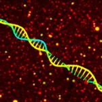 Immagine concettuale fotorealistica, obiettivo macro 90mm, che mostra filamenti di DNA stilizzati che si legano e si allungano durante la reazione HCR, innescando un cambiamento di colore visibile da rosso a giallo-arancio in nanoparticelle d'argento (AgNCs) circostanti che emettono fluorescenza, illuminazione controllata da laboratorio soffusa, alta definizione dei dettagli molecolari.