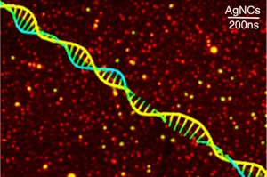 Immagine concettuale fotorealistica, obiettivo macro 90mm, che mostra filamenti di DNA stilizzati che si legano e si allungano durante la reazione HCR, innescando un cambiamento di colore visibile da rosso a giallo-arancio in nanoparticelle d'argento (AgNCs) circostanti che emettono fluorescenza, illuminazione controllata da laboratorio soffusa, alta definizione dei dettagli molecolari.
