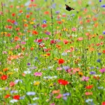 Paesaggio di una prateria restaurata e rigogliosa in piena fioritura, ricca di biodiversità, con farfalle e api visibili tra i fiori colorati, lente grandangolare 18mm, messa a fuoco nitida su tutto il campo per mostrare la vastità e la ricchezza, luce solare brillante del mattino, colori vividi e saturi.