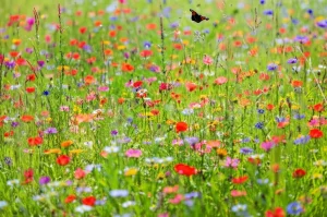 Paesaggio di una prateria restaurata e rigogliosa in piena fioritura, ricca di biodiversità, con farfalle e api visibili tra i fiori colorati, lente grandangolare 18mm, messa a fuoco nitida su tutto il campo per mostrare la vastità e la ricchezza, luce solare brillante del mattino, colori vividi e saturi.
