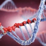 Immagine concettuale fotorealistica che mostra una doppia elica di DNA con specifici siti metilati evidenziati (gruppi metilici rossi) e uno strumento molecolare (stilizzazione di CRISPR-dCas9-Tet1) che rimuove selettivamente questi gruppi, simboleggiando la demetilazione mirata del promotore EphA7 nel contesto del cancro cervicale. Macro lens, 60mm, high detail, precise focusing, controlled lighting, profondità di campo.