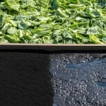 Lente angolo largo, 20 mm, focus acuto, immagine slitta simbolica: da un lato, foglie di cavolo verde scartate accumulate; Dall'altro lato, questo rifiuto si trasforma in polvere di carbonio attivo nero che filtra attivamente acqua scura e inquinata che scorre attraverso di essa, emergendo come acqua cristallina.