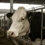 Primo piano fotorealistico di una mucca Holstein dal temperamento calmo in una stalla moderna sudafricana. Luce naturale soffusa che entra da una finestra laterale, mettendo in risalto la texture del pelo e l'espressione tranquilla dell'animale. Obiettivo prime, 50mm, profondità di campo ridotta per sfocare lo sfondo, bianco e nero con leggero viraggio seppia.