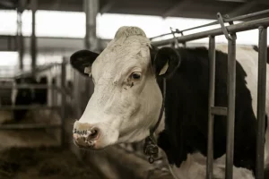 Primo piano fotorealistico di una mucca Holstein dal temperamento calmo in una stalla moderna sudafricana. Luce naturale soffusa che entra da una finestra laterale, mettendo in risalto la texture del pelo e l'espressione tranquilla dell'animale. Obiettivo prime, 50mm, profondità di campo ridotta per sfocare lo sfondo, bianco e nero con leggero viraggio seppia.