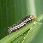 Fotografia macro estrema di una larva di Spodoptera frugiperda sulle prime foglie di una giovane pianta di mais, lente macro 105mm, alta definizione, messa a fuoco precisa sulla testa della larva e sulle goccioline di secrezione orale, illuminazione da studio controllata per evidenziare le texture della larva e della foglia.