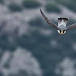 Fotografia naturalistica di un falco pellegrino in picchiata che inizia la manovra di richiamata (pull-out), ali a forma di M, sfondo sfocato di cielo e scogliere. Teleobiettivo zoom 300mm, alta velocità dell'otturatore, tracciamento del movimento, luce naturale drammatica.