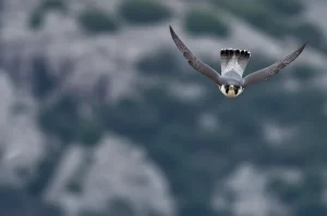 Fotografia naturalistica di un falco pellegrino in picchiata che inizia la manovra di richiamata (pull-out), ali a forma di M, sfondo sfocato di cielo e scogliere. Teleobiettivo zoom 300mm, alta velocità dell'otturatore, tracciamento del movimento, luce naturale drammatica.