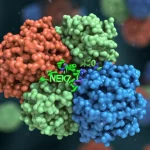 Rendering 3D fotorealistico del complesso proteico NLRP3 (struttura complessa multicolore) bloccato dalla proteina A20 (struttura blu brillante) che interagisce con NEK7 (verde), simboleggiando la protezione renale dall'infiammazione acuta, sfondo astratto sfocato che suggerisce un ambiente cellulare renale, illuminazione drammatica laterale, alta definizione, profondità di campo.