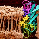 Visualizzazione fotorealistica della giunzione neuromuscolare con focus sull'interazione molecolare tra la chinasi MuSK (integrata nella membrana muscolare) e la chinasi CaMK2β (fluttuante nel citoplasma vicino). Stile micrografia elettronica a colori, alto dettaglio, obiettivo macro 90mm, illuminazione drammatica per evidenziare le molecole chiave.