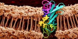 Visualizzazione fotorealistica della giunzione neuromuscolare con focus sull'interazione molecolare tra la chinasi MuSK (integrata nella membrana muscolare) e la chinasi CaMK2β (fluttuante nel citoplasma vicino). Stile micrografia elettronica a colori, alto dettaglio, obiettivo macro 90mm, illuminazione drammatica per evidenziare le molecole chiave.