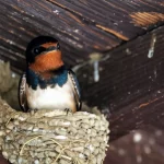 Primo piano macro di una rondine (Hirundo rustica) che osserva attentamente dalla soglia del suo nido di fango, costruito sotto la trave di legno scuro di un portico. Obiettivo macro 100mm, alta definizione, messa a fuoco precisa sull'occhio nero e vigile dell'uccello, illuminazione laterale controllata che evidenzia i dettagli del piumaggio blu-nero iridescente e della gola rossiccia, e la texture del nido.