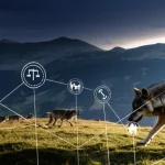 Immagine composita che fonde un paesaggio naturale montano con lupi che si muovono liberamente e una sovrapposizione semitrasparente di dati spaziali e icone rappresentanti fattori sociali (persone stilizzate, case, simboli di leggi, strade). Obiettivo grandangolare 20mm, messa a fuoco nitida su tutto il campo, luce drammatica dell'alba che illumina le montagne sullo sfondo.