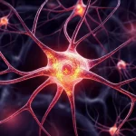 Immagine concettuale fotorealistica che mostra una rete di piccoli vasi sanguigni cerebrali sani e luminosi che si intrecciano con neuroni vibranti, simboleggiando la protezione dell'unità neurovascolare tramite elettroagopuntura. Illuminazione drammatica, stile cinematografico, obiettivo 50mm, focus selettivo sull'interfaccia vaso-neurone.