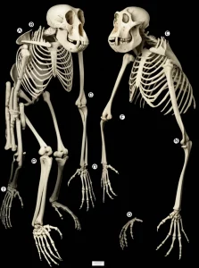 Immagine fotorealistica di un primo piano dello scheletro dell'arto anteriore di uno scimpanzé e di una scimmia non antropomorfa affiancati, illuminazione da studio controllata, lente macro 85mm, alta definizione, che simboleggia il dibattito su omologia e omoplasia nell'evoluzione dei primati.