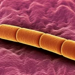 Immagine fotorealistica, obiettivo macro 100mm, alto dettaglio, messa a fuoco precisa, illuminazione controllata, che mostra un singolo batterio Akkermansia muciniphila vicino a cellule gengivali umane, a simboleggiare il suo ruolo benefico nella salute parodontale.