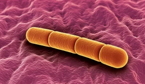 Immagine fotorealistica, obiettivo macro 100mm, alto dettaglio, messa a fuoco precisa, illuminazione controllata, che mostra un singolo batterio Akkermansia muciniphila vicino a cellule gengivali umane, a simboleggiare il suo ruolo benefico nella salute parodontale.