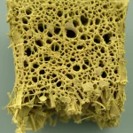 Macro fotografia, 100mm lens, sezione trasversale di un composito di poliuretano termoplastico rinforzato con fibre di palma da zucchero trattate alcalinamente, mostrando le fibre ben integrate nella matrice polimerica, alta definizione, illuminazione controllata da studio.