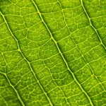 Immagine fotorealistica di una foglia lussureggiante vista in controluce, con raggi di luce che ne attraversano la struttura interna rivelando sottili variazioni di colore e traslucenza, suggerendo la complessità interna a strati. Obiettivo macro 90mm, alta definizione, illuminazione drammatica controllata per enfatizzare i dettagli interni.
