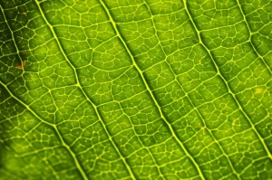 Immagine fotorealistica di una foglia lussureggiante vista in controluce, con raggi di luce che ne attraversano la struttura interna rivelando sottili variazioni di colore e traslucenza, suggerendo la complessità interna a strati. Obiettivo macro 90mm, alta definizione, illuminazione drammatica controllata per enfatizzare i dettagli interni.