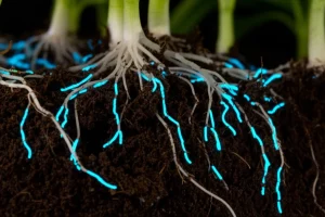 Macro fotografia di batteri Bacillus velezensis Lzh-5, visualizzati come bastoncelli luminosi, che colonizzano attivamente le radici sottili di una giovane pianta nel terreno scuro e fertile. Macro lens, 90mm, high detail, precise focusing, controlled dramatic lighting con riflessi bluastri sui batteri, shallow depth of field.
