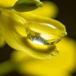 Primo piano estremo di una goccia di insetticida trasparente che cade su una foglia gialla brillante di colza (Brassica napus). Obiettivo macro 105mm, alta definizione, illuminazione laterale controllata per creare riflessi sulla goccia e dettaglio sulla texture della foglia, sfondo leggermente sfocato.