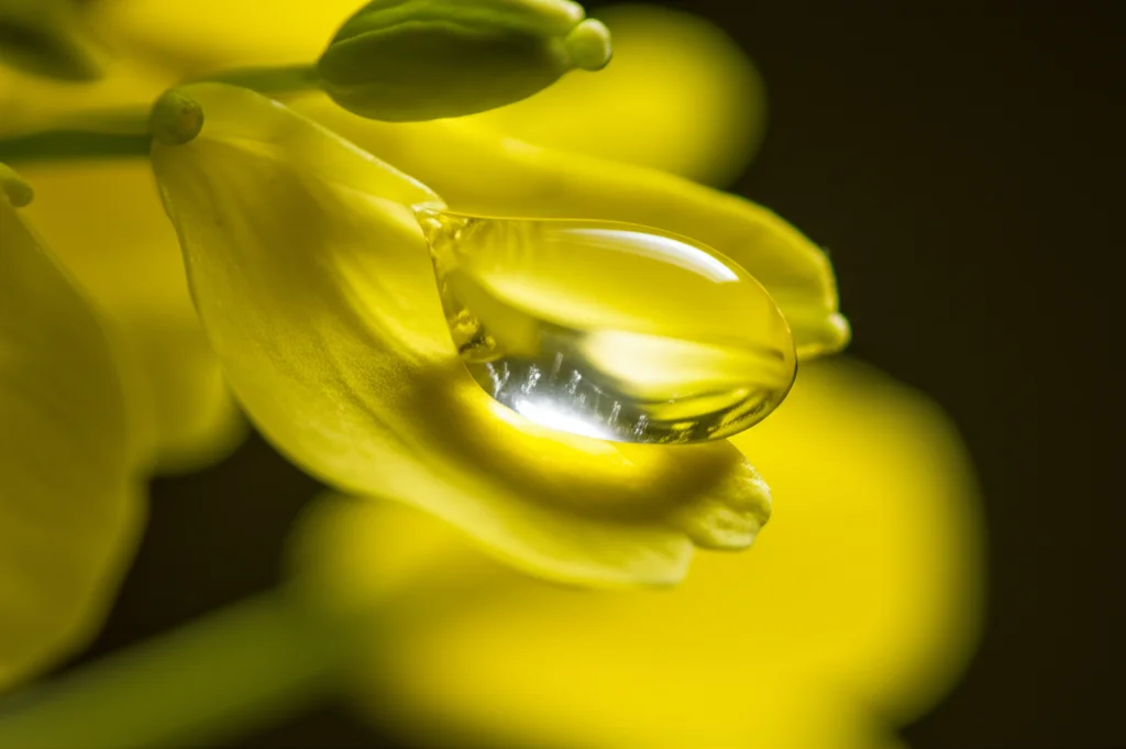 Primo piano estremo di una goccia di insetticida trasparente che cade su una foglia gialla brillante di colza (Brassica napus). Obiettivo macro 105mm, alta definizione, illuminazione laterale controllata per creare riflessi sulla goccia e dettaglio sulla texture della foglia, sfondo leggermente sfocato.