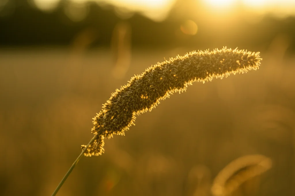Fotografia macro di spighe mature di panico (foxtail millet) dai chicchi giallo intenso che brillano alla luce dorata del sole in un campo agricolo. Obiettivo macro 70mm, alta definizione, messa a fuoco precisa sui chicchi carichi di carotenoidi, sfondo leggermente sfocato del campo al tramonto. Luce calda del tardo pomeriggio che esalta il colore giallo.