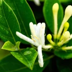 Fotografia macro di un fiore di caprifoglio (Lonicera japonica) con gocce d'acqua sulle foglie verdi circostanti, simbolo di resilienza alla siccità. Obiettivo macro 100mm, alta definizione, messa a fuoco precisa sul fiore bianco-giallo, illuminazione controllata laterale per esaltare dettagli e gocce d'acqua, sfondo leggermente sfocato.