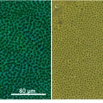 Macro fotografia, 80mm lens, high detail, controlled lighting, che mostra vibranti cellule di cianobatteri Synechococcus di colore blu-verde intenso (ricche di ficobilisomi) accanto a cellule giallastre (con ficobilisomi degradati a causa dello squilibrio C/N), illustrando visivamente il concetto centrale dell'articolo sulla degradazione dei ficobilisomi come meccanismo di bilanciamento tra carbonio e azoto.
