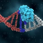 Visualizzazione 3D fotorealistica del sistema CRISPR-Cpf1 in azione su un filamento di DNA all'interno di una cellula fungina di Aspergillus niger. La proteina Cpf1 (in blu brillante) è mostrata mentre interagisce con un lungo RNA precursore (rosso serpeggiante), da cui si staccano diverse piccole guide RNA (gRNA) che si dirigono verso specifici siti sul doppio filamento di DNA (grigio/argento). Lo sfondo è scuro e sfocato per enfatizzare l'azione molecolare. Illuminazione drammatica che evidenzia le molecole, profondità di campo ridotta, lente prime 35mm, stile cinematografico high-detail.