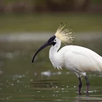 Wildlife photography, un magnifico ibis crestato (Nipponia nippon) in primo piano, piumaggio bianco immacolato con riflessi rosati, cresta piumata ben visibile, lungo becco nero ricurvo con la caratteristica punta rossa. L'uccello è in piedi in acque basse e limpide, forse intento a cercare cibo. Luce naturale morbida, primo pomeriggio. Telephoto zoom 400mm, fast shutter speed per catturare i dettagli nitidi delle piume e delle gocce d'acqua, sfondo naturale sfocato (bokeh) che esalta il soggetto. L'espressione dell'uccello appare vigile, quasi a simboleggiare la vulnerabilità nascosta alla minaccia batterica.
