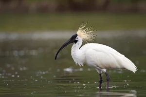 Wildlife photography, un magnifico ibis crestato (Nipponia nippon) in primo piano, piumaggio bianco immacolato con riflessi rosati, cresta piumata ben visibile, lungo becco nero ricurvo con la caratteristica punta rossa. L'uccello è in piedi in acque basse e limpide, forse intento a cercare cibo. Luce naturale morbida, primo pomeriggio. Telephoto zoom 400mm, fast shutter speed per catturare i dettagli nitidi delle piume e delle gocce d'acqua, sfondo naturale sfocato (bokeh) che esalta il soggetto. L'espressione dell'uccello appare vigile, quasi a simboleggiare la vulnerabilità nascosta alla minaccia batterica.
