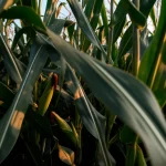 Campo di mais lussureggiante al tramonto, obiettivo grandangolare 24mm, focus nitido sulle piante alte e sane in primo piano trattate con FOLM, con il sole che illumina le pannocchie dorate, simbolo di agricoltura sostenibile e resa abbondante.