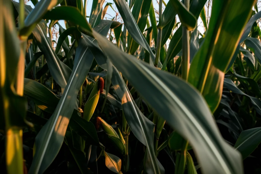 Campo di mais lussureggiante al tramonto, obiettivo grandangolare 24mm, focus nitido sulle piante alte e sane in primo piano trattate con FOLM, con il sole che illumina le pannocchie dorate, simbolo di agricoltura sostenibile e resa abbondante.