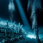Immagine subacquea fotorealistica e affascinante che mostra un fascio di luce proveniente da un ROV che illumina diversi organismi marini (stelle marine, ricci) su un fondale scuro, con bolle d'aria che salgono. Prime lens, 35mm, depth of field, duotone blu scuro e ciano.