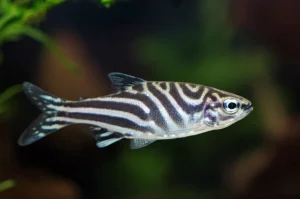 Fotografia macro di un pesce zebra adulto della linea RW in un acquario scientifico, obiettivo macro 100mm, alta definizione, illuminazione controllata che evidenzia le sue strisce blu scuro e argento e la sua forma robusta.