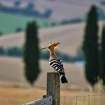 Fotografia naturalistica di un'upupa (Upupa epops) posata su un palo di staccionata in legno invecchiato, obiettivo teleobiettivo zoom 300mm, sfondo di campagna italiana con colline ondulate e cipressi sfocato, otturatore veloce, tracciamento del movimento, messa a fuoco nitida sull'uccello.