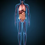 Illustrazione medica che mostra la diffusione del Mycobacterium tuberculosis attraverso il flusso sanguigno verso diversi organi (polmoni, cervello, milza, linfonodi) in un corpo umano stilizzato, sfondo scuro per enfatizzare la disseminazione, alta definizione.