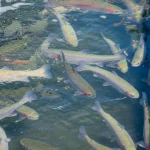 Fotografia realistica di diverse trote iridee adulte (Oncorhynchus mykiss) che nuotano attivamente in una vasca di trasporto durante un'operazione di acquacoltura. L'acqua è chiara, con visibili bolle fini provenienti da un diffusore di ossigeno. Obiettivo zoom 35mm, profondità di campo media per mostrare sia i pesci in primo piano che l'ambiente della vasca, illuminazione naturale dall'alto che simula l'apertura della vasca.