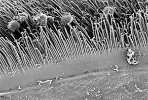 Microscopia elettronica a scansione dell'epitelio uditivo, obiettivo macro 100mm, alta definizione, illuminazione controllata, che mostra l'ordine a mosaico delle cellule ciliate (con i loro fasci ciliari ben visibili e orientati) e delle cellule di supporto circostanti nell'organo dell'udito.