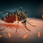 Immagine fotorealistica con lente prime da 35mm, primo piano di una zanzara Anopheles che punge la pelle, con una sovrapposizione sottile e luminosa che rappresenta nanocorpi che interferiscono con i parassiti Plasmodium all'interno della zanzara, profondità di campo accentuata, duotone blu freddo e arancione caldo per contrasto.