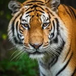 Primo piano intenso di una tigre dell'Amur (Panthera tigris altaica) che emerge dalla vegetazione fitta del Parco Nazionale NTLNP in Cina. Obiettivo prime 85mm, profondità di campo ridotta per isolare il soggetto, luce naturale drammatica che ne illumina il volto, altissima definizione dei dettagli della pelliccia e degli occhi penetranti, evocando la maestosità e la vulnerabilità della specie.