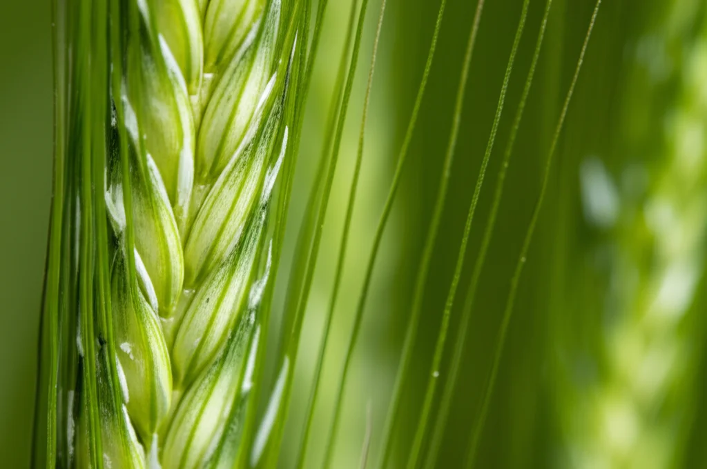 Primo piano macro di una spiga d'orzo (Hordeum vulgare) in fase di sviluppo, obiettivo macro 90mm, alta definizione, messa a fuoco precisa sui meristemi emergenti e sulle ariste delicate, illuminazione controllata per evidenziare le strutture verdi tenere.