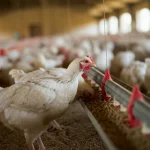 Primo piano di polli sani in un allevamento avicolo moderno e pulito, che beccano mangime arricchito con prebiotici da una mangiatoia, obiettivo 35mm, profondità di campo ridotta per sfocare lo sfondo e mettere a fuoco i polli in primo piano, luce naturale brillante che entra da finestre laterali.
