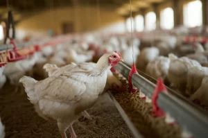 Primo piano di polli sani in un allevamento avicolo moderno e pulito, che beccano mangime arricchito con prebiotici da una mangiatoia, obiettivo 35mm, profondità di campo ridotta per sfocare lo sfondo e mettere a fuoco i polli in primo piano, luce naturale brillante che entra da finestre laterali.