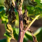 Fotografia macro di una pianta di patata gravemente infetta da Dickeya solani, con lesioni nerastre sullo stelo (sintomo della gamba nera) che risalgono dal terreno e foglie ingiallite e avvizzite. Lente macro 85mm, profondità di campo ridotta per isolare lo stelo malato dallo sfondo sfocato del campo, luce naturale del tardo pomeriggio che crea ombre drammatiche.